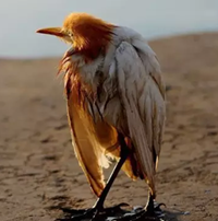 陶瓷特色家裝品牌|三只小鳥的不同命運